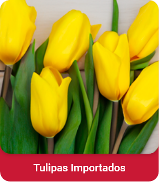 Tulipas importadas