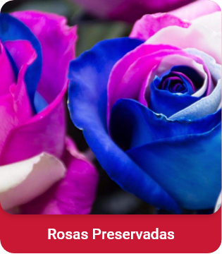 Rosas preservadas