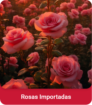 Rosas importadas