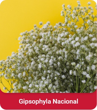 Gypsophila nacional