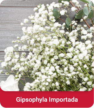 Gypsophila importada